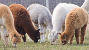 wollige teksten vermijden - Wolligheid in teksten hoe voorkom je dat